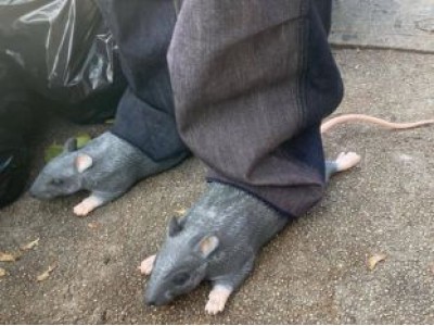 Imran Potato Rat Slides 